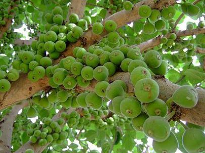 400px-FruitingFigTree