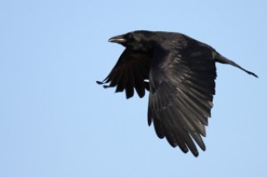 crow-flying-images-coolzill