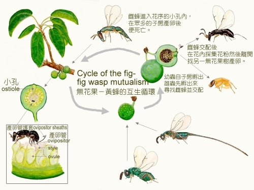 Fig_3_Bee