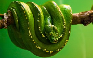Green-snake-on-the-branch