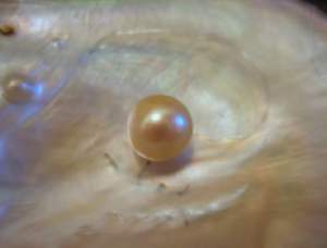 gulf-pearl-on-oyster