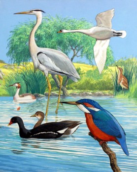RignallWaterBirds
