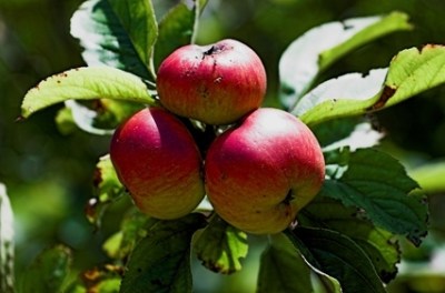 three red apples in the apple tree
