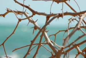 thorns