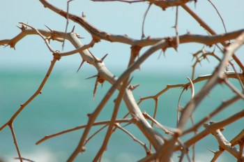 thorns