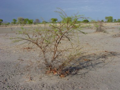 thron-tree-veld