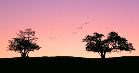 Two_Trees_and_Flock