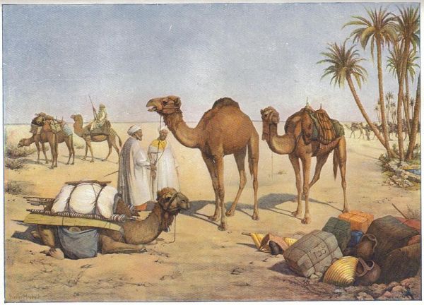 800px-heubach_dromedary
