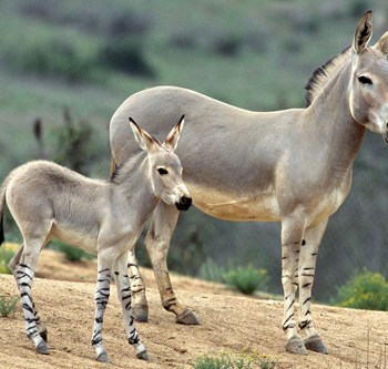 donkey
