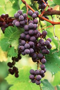 Vine-Branches