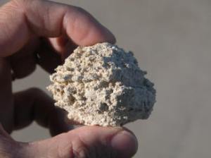 gom-brim-crust-sideview