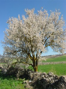almond-tree