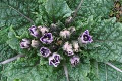 bbgs mandrake.jpg.opt419x278o0,0s419x278