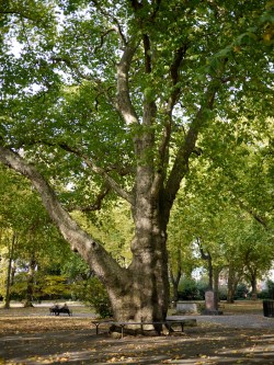 洋梧桐 plane tree