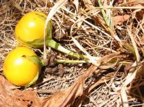 mandragora-autumnalis1