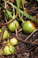Mandragore_officinale_fruits