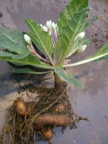 mandrake
