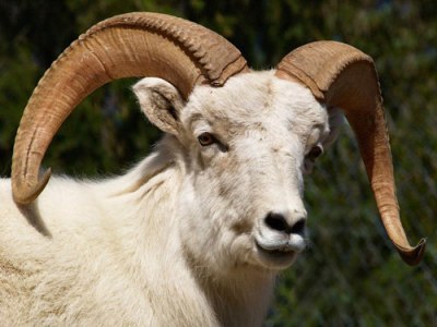 Ram_posing