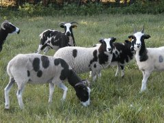 spottedsheep21