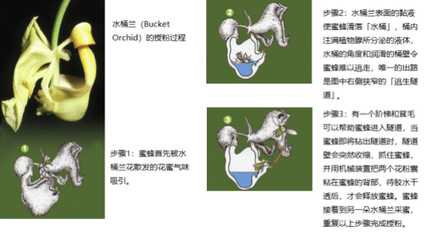 bucket-orchid.png