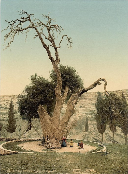 tree-of-mamre.jpg
