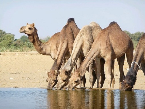 camel-drinking.jpg