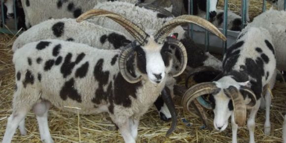 jacob-sheep.jpg