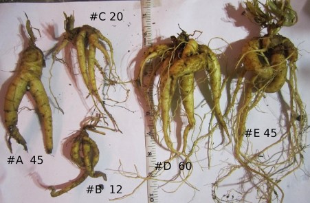 mandrake-root.jpg