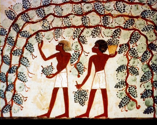 egypt-grapes.jpg