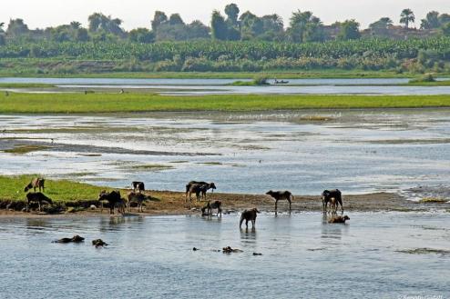 cattle-on-the-nile.jpg