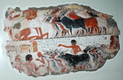 egyptian-cattle.jpg