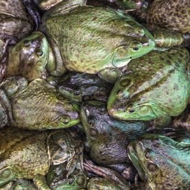 03-plagues-of-egypt-frogs-1200x1200.jpg