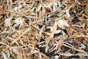 Cut stalks and chaff lying on the ground
