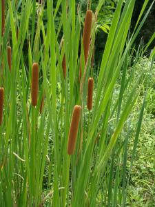 reeds 芦苇草