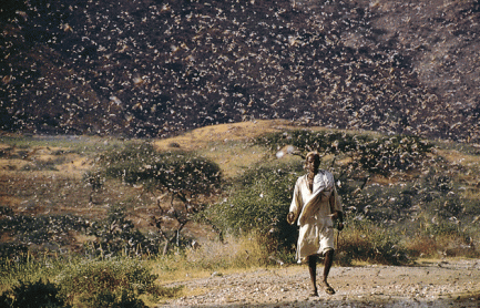 file_3338_locust-swarm.gif