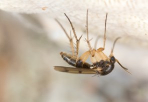 fungus-gnat-getty-images.jpg