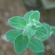 ZataarOregano.jpg