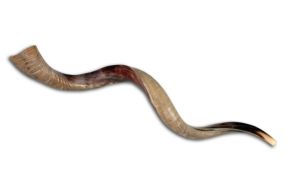 rams-horn.jpg