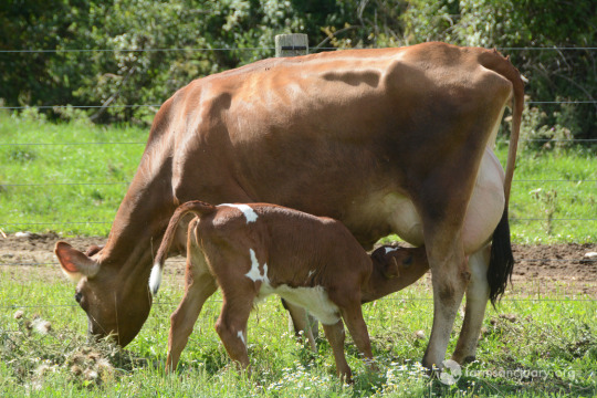 10-days-calf