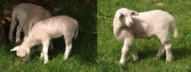 8-day-old-hair-lamb2