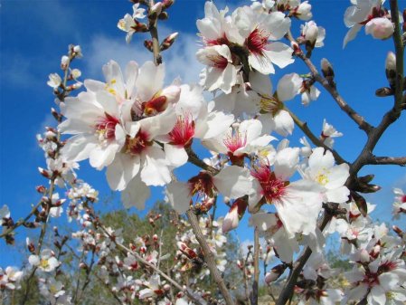 almond-flower