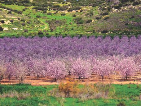 almond-tree-valley-of-elah