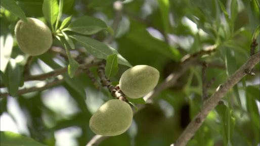 almond