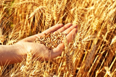 an-omer-of-barley
