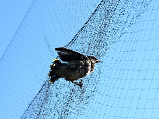 bird-in-net