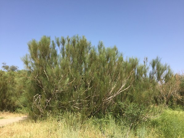broom-tree
