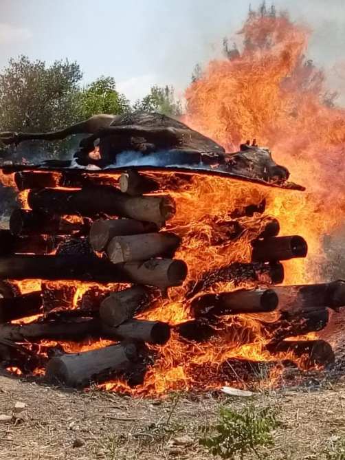 Burning-of-Red-Heifer-Takes-Place-in-Preparation-for-Third-Temple