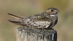 Common_Nighthawk_(14428313550)