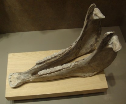 donkey-jawbone