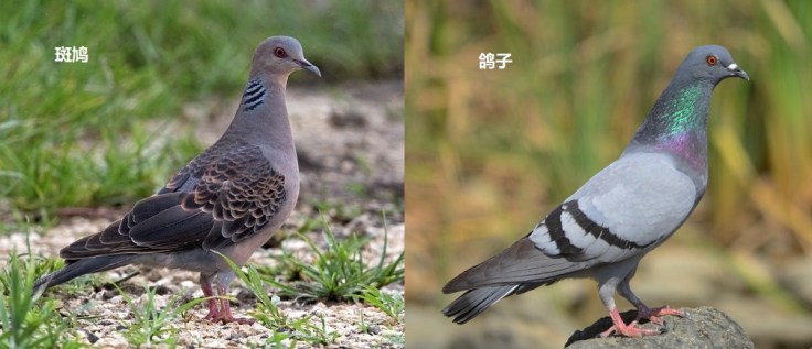 dove-and-pigeons.jpg